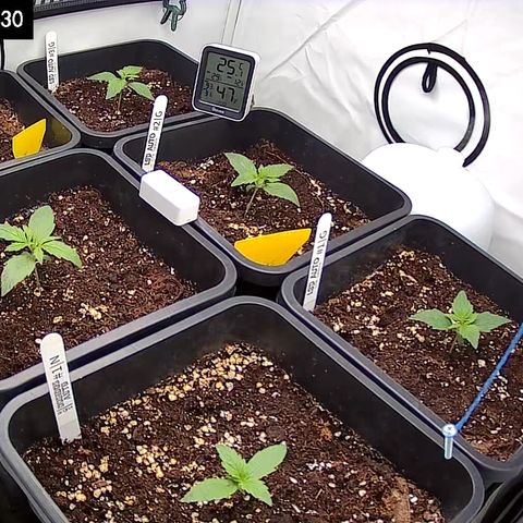Dosidos Auto #1|N growlog timeline photo