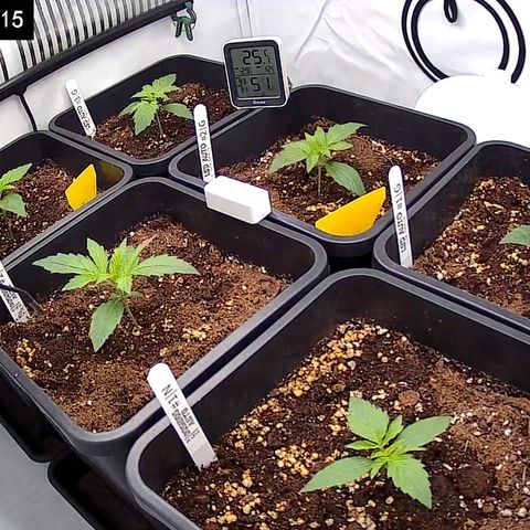 Dosidos Auto #1|N growlog timeline photo