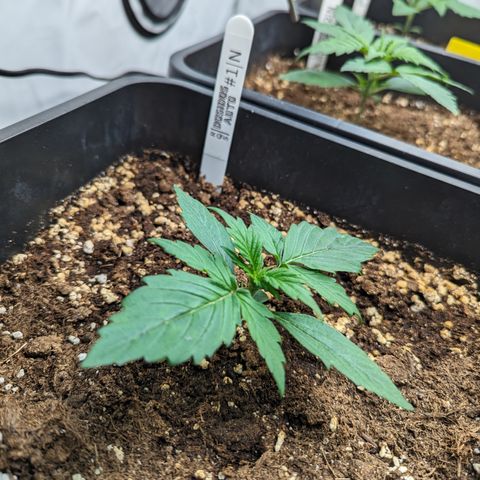 Dosidos Auto #1|N growlog timeline photo