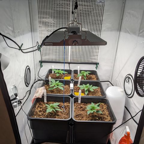 Dosidos Auto #1|N growlog timeline photo
