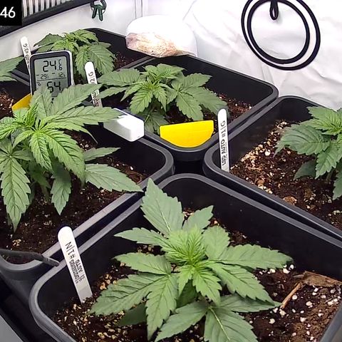 Dosidos Auto #1|N growlog timeline photo