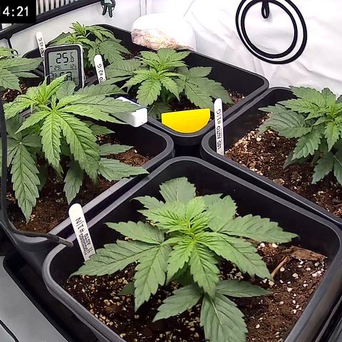 Dosidos Auto #1|N growlog timeline photo