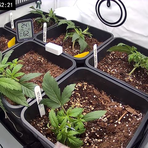 Dosidos Auto #1|N growlog timeline photo