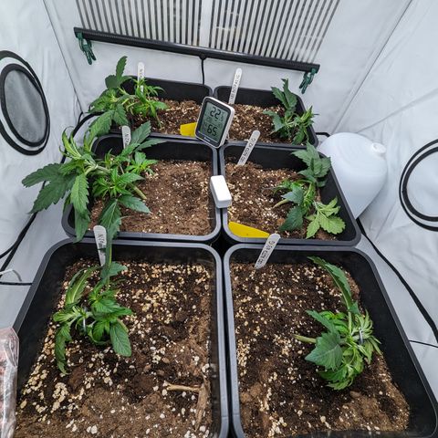 Dosidos Auto #1|N growlog timeline photo