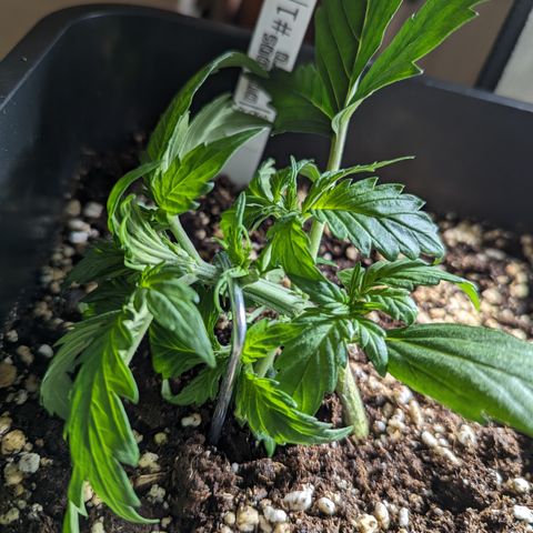 Dosidos Auto #1|N growlog timeline photo
