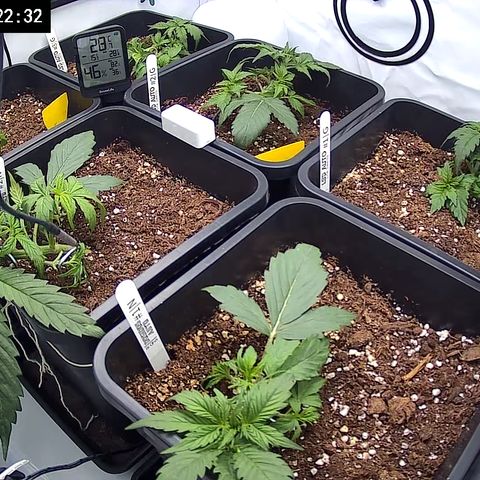 Dosidos Auto #1|N growlog timeline photo