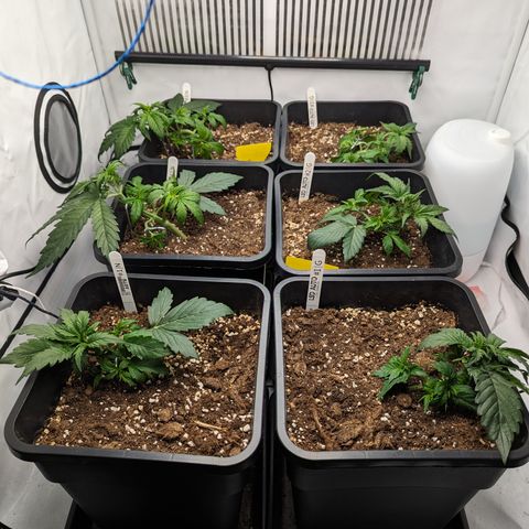 Dosidos Auto #1|N growlog timeline photo