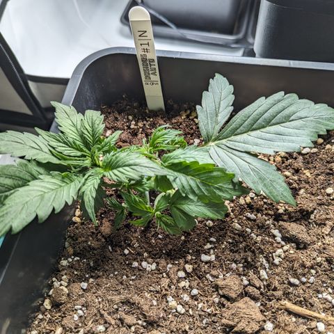 Dosidos Auto #1|N growlog timeline photo
