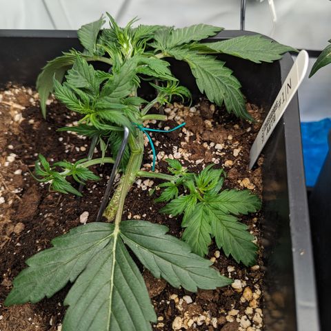 Dosidos Auto #1|N growlog timeline photo