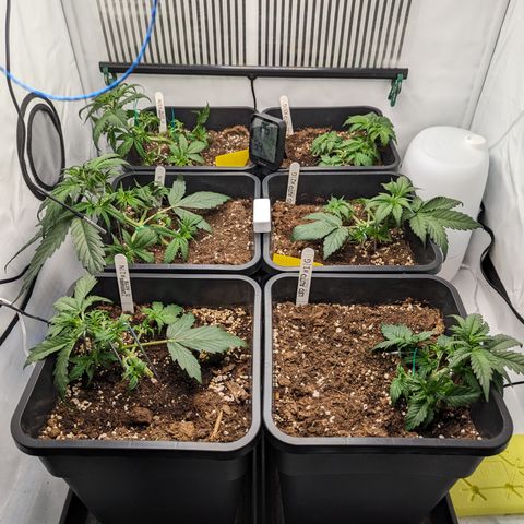 Dosidos Auto #1|N growlog timeline photo