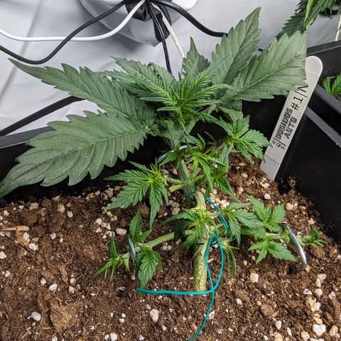 Dosidos Auto #1|N growlog timeline photo