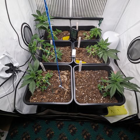 Dosidos Auto #1|N growlog timeline photo