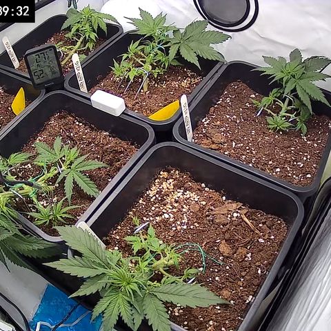 Dosidos Auto #1|N growlog timeline photo