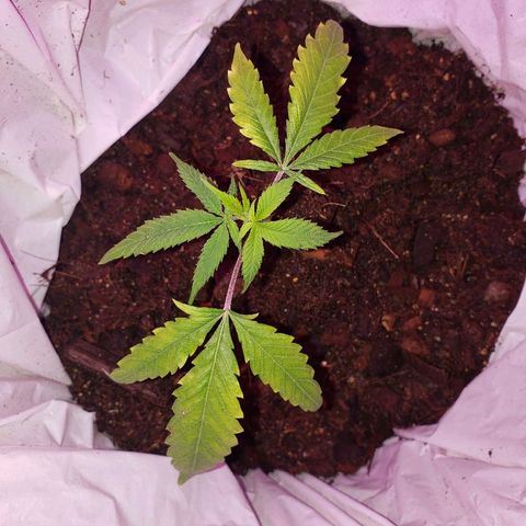 Genética desconocida growlog timeline photo