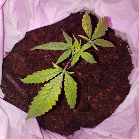 Genética desconocida growlog timeline photo