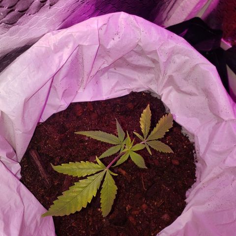 Genética desconocida growlog timeline photo
