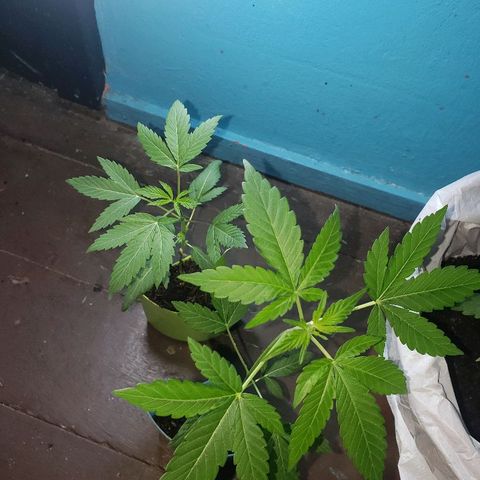 Genética desconocida growlog timeline photo