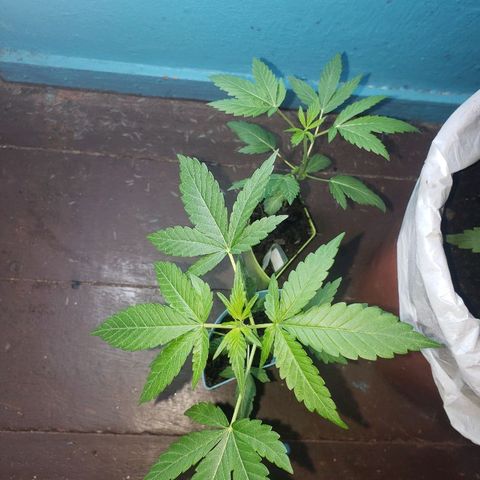 Genética desconocida growlog timeline photo