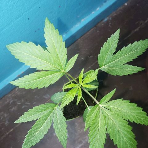Genética desconocida growlog timeline photo
