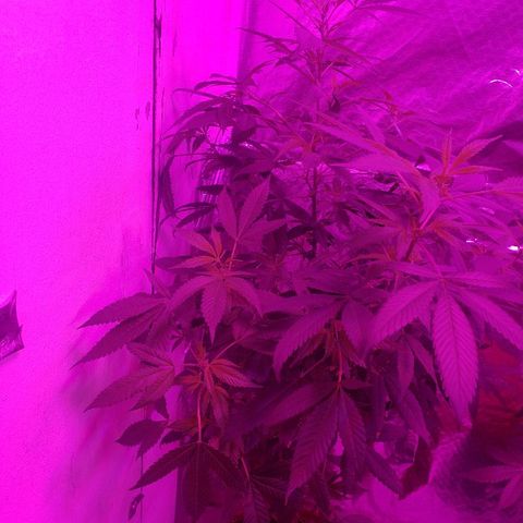 Genética desconocida growlog timeline photo