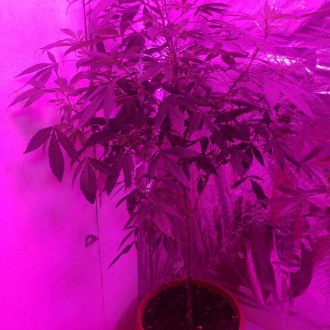 Genética desconocida growlog timeline photo