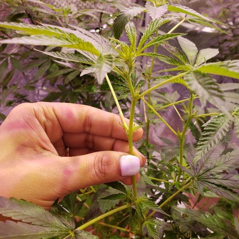 Genética desconocida growlog timeline photo