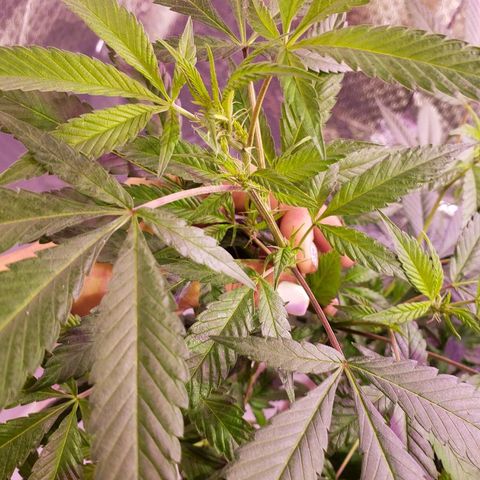 Genética desconocida growlog timeline photo