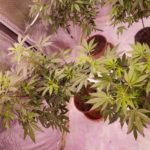 Genética desconocida growlog timeline photo