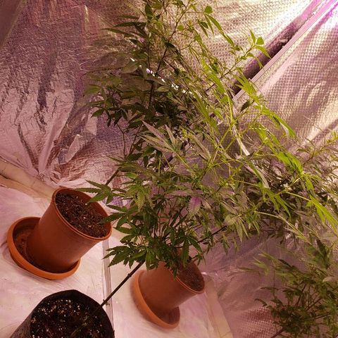 Genética desconocida growlog timeline photo