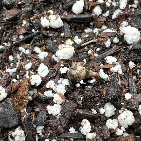 Pomelo Punch #1 growlog photo: Didn’t think they’d pop but placed in happy frog 
Misted with h2o 
Placed under plastic canopy 
Environment temp controlled 
Signs of life!!!
Thought they stalled out and were dead ::(
Next time, crack open in pH6.0 water, then directly into soil after <24hrs