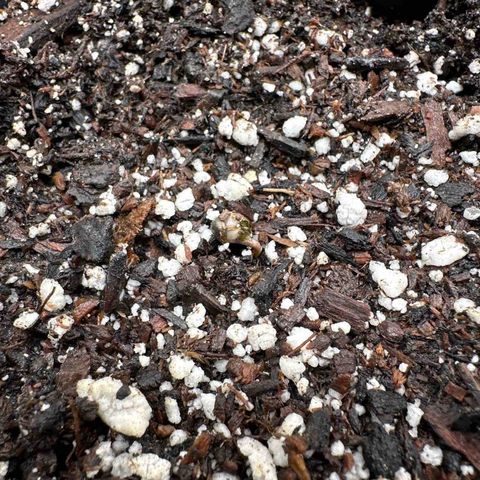 Pomelo Punch #1 growlog photo: Didn’t think they’d pop but placed in happy frog 
Misted with h2o 
Placed under plastic canopy 
Environment temp controlled 
Signs of life!!!
Thought they stalled out and were dead ::(
Next time, crack open in pH6.0 water, then directly into soil after <24hrs
