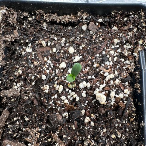 Pomelo Punch #1 growlog photo: First real leaves showing