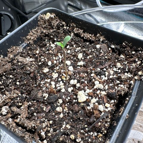 Pomelo Punch #1 growlog photo: First real leaves showing