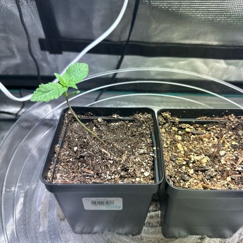 Pomelo Punch #1 growlog timeline photo