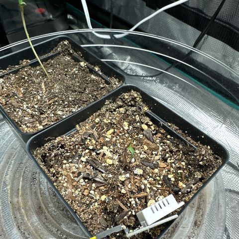Pomelo Punch #1 growlog timeline photo