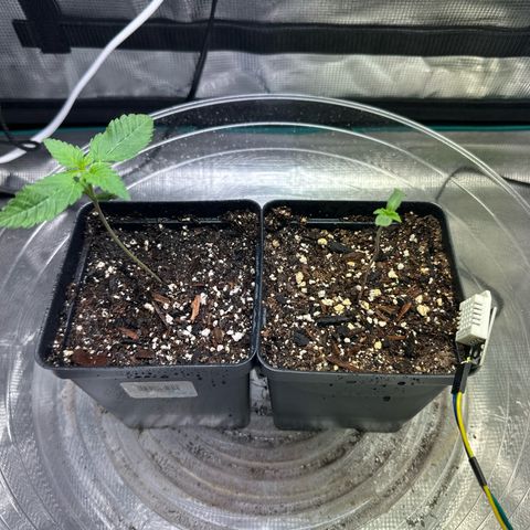 Pomelo Punch #1 growlog photo: Surface sprayed with h2o looking a tad dry, pot on left was lighter 