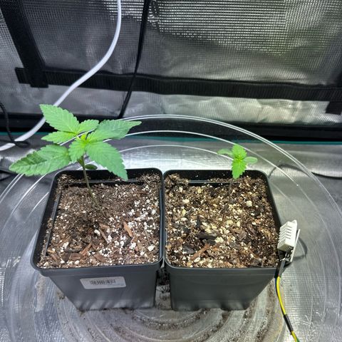 Pomelo Punch #1 growlog photo: Spraying surface occasionally, when top 1” is beginning to look dry, letting saturate, then dousing (no watering in this pic-still damp)