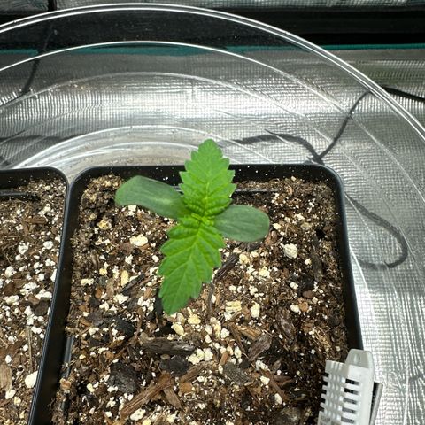 Pomelo Punch #1 growlog timeline photo