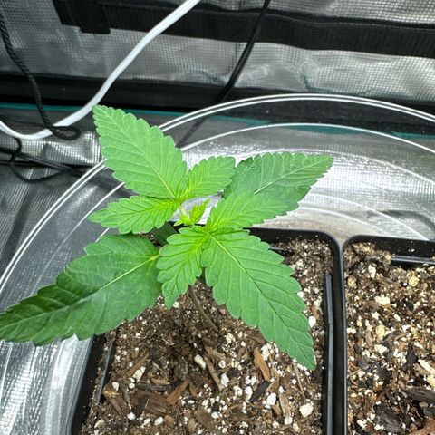 Pomelo Punch #1 growlog timeline photo