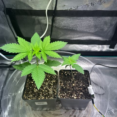 Pomelo Punch #1 growlog photo: Pretty much one ready for transplant
Watered yesterday 