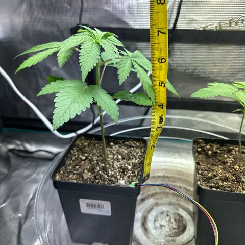Pomelo Punch #1 growlog photo: 6” from top of pot and looking ready to transplant