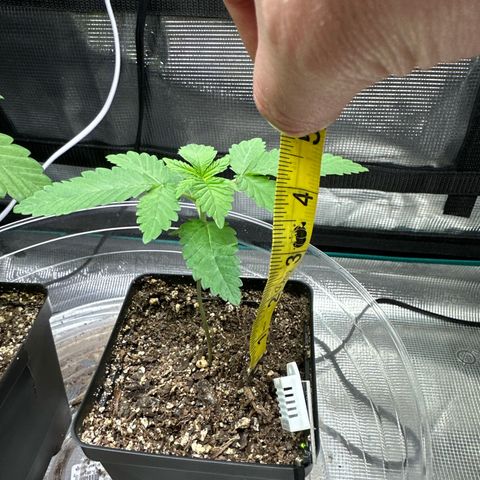 Pomelo Punch #1 growlog photo: 4” from top of pot and transplanting regardless w/ other plant, pot weighs more (not as much water usage)