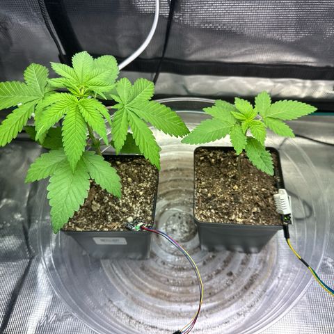 Pomelo Punch #1 growlog timeline photo