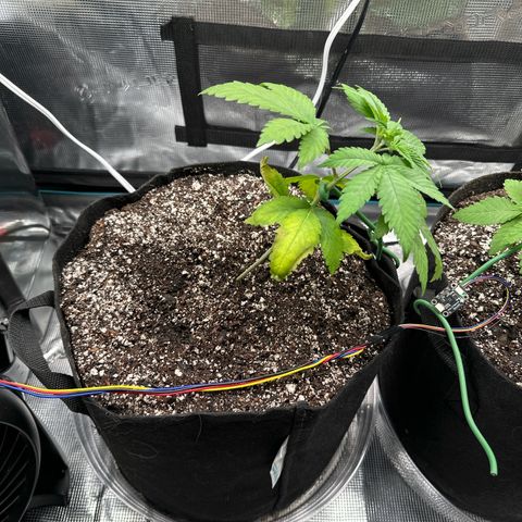 Pomelo Punch #1 growlog timeline photo