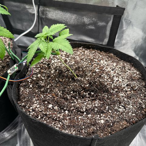 Pomelo Punch #3 growlog timeline photo