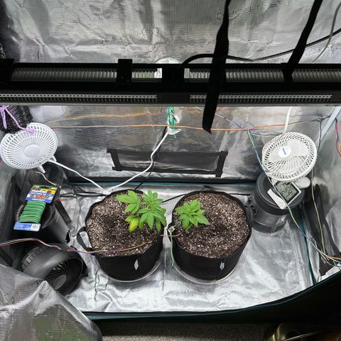 Pomelo Punch #1 growlog timeline photo