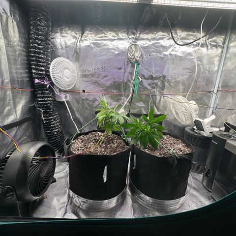Pomelo Punch #1 growlog timeline photo