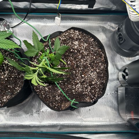 Pomelo Punch #1 growlog timeline photo