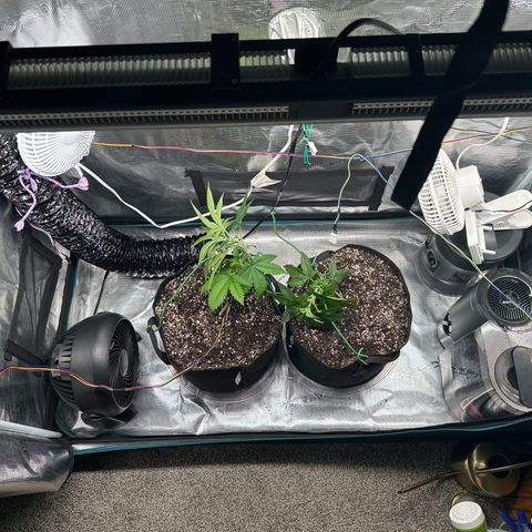 Pomelo Punch #1 growlog timeline photo