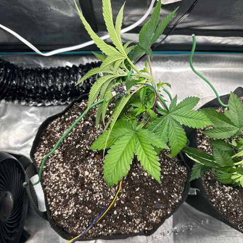 Pomelo Punch #1 growlog timeline photo